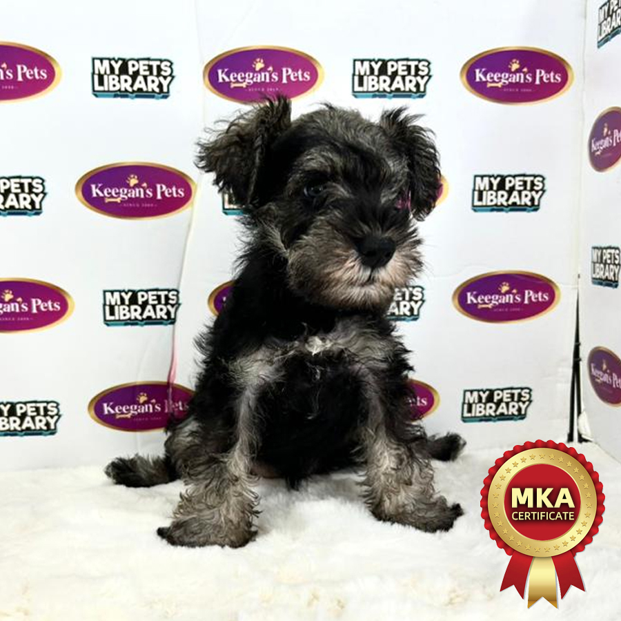 MKA Miniature Schnauzer Puppy (Female) For Sale