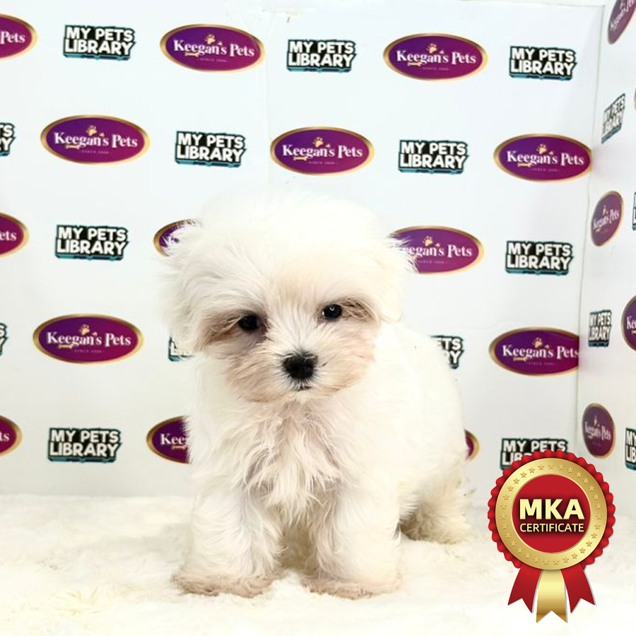 MKA Tiny Maltese Puppy (Male) For Sale