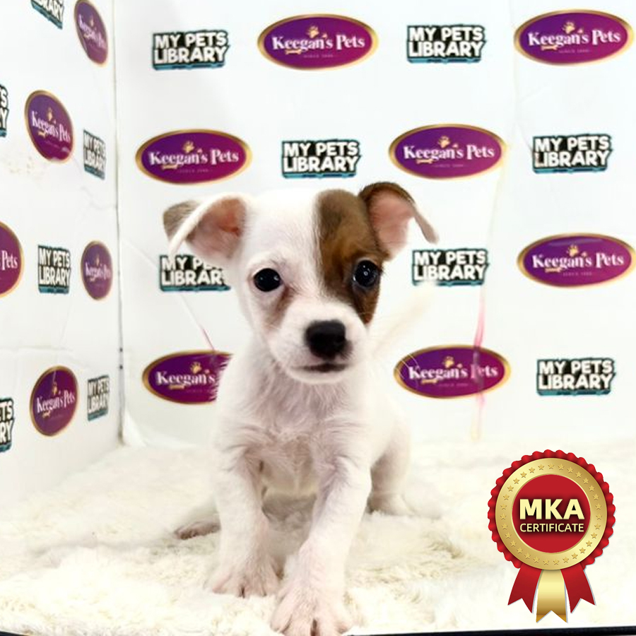 MKA Jack Russell Terrier  Puppy (Male) For Sale