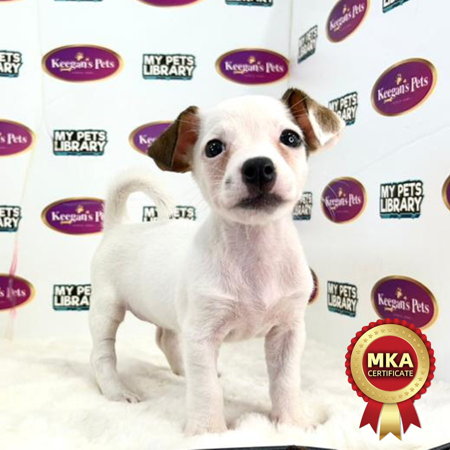 MKA Jack Russell Terrier  Puppy (Female) For Sale
