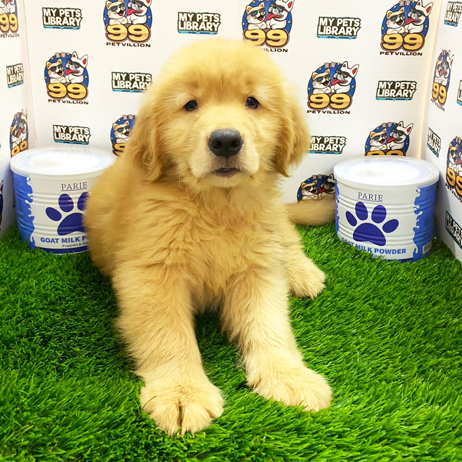 Golden Retriever Puppy (Male) For Sale
