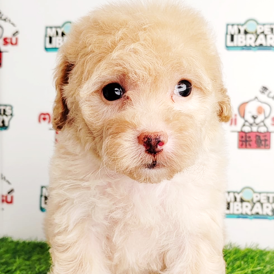 Tiny Poodle Puppy (Female) For Sale