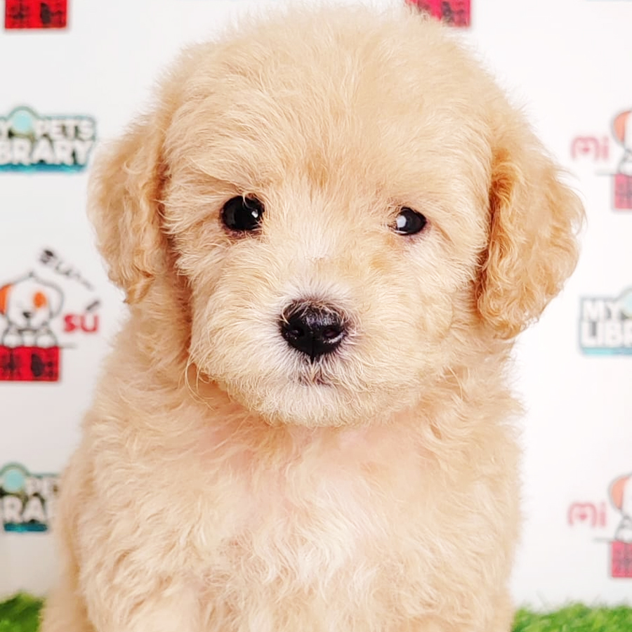 Tiny Poodle Puppy (Female) For Sale