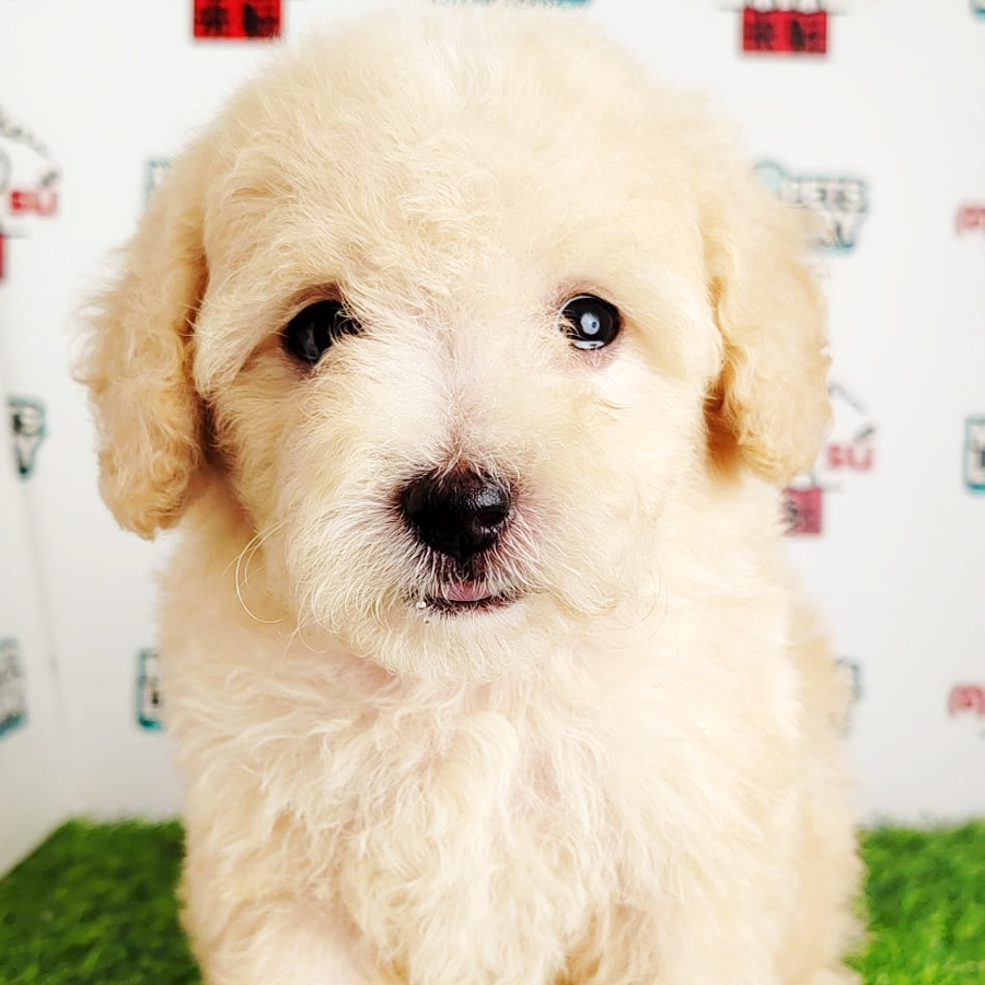 Tiny Poodle Puppy (Female) For Sale