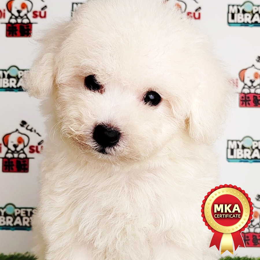 MKA Toy Poodle Puppy (Male) For Sale