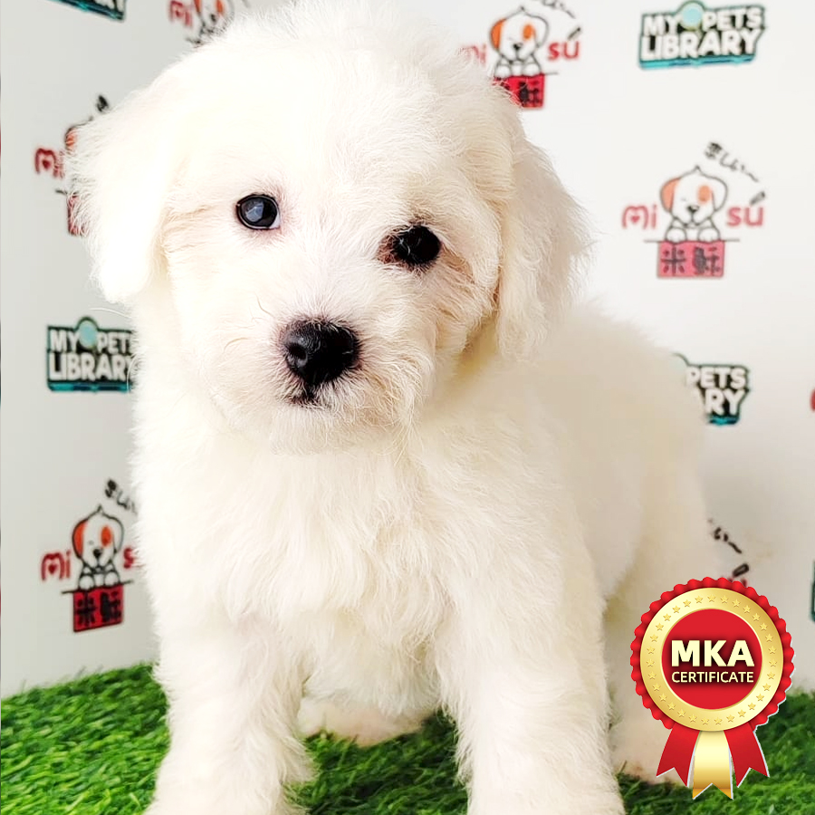 MKA Toy Poodle Puppy (Male) For Sale