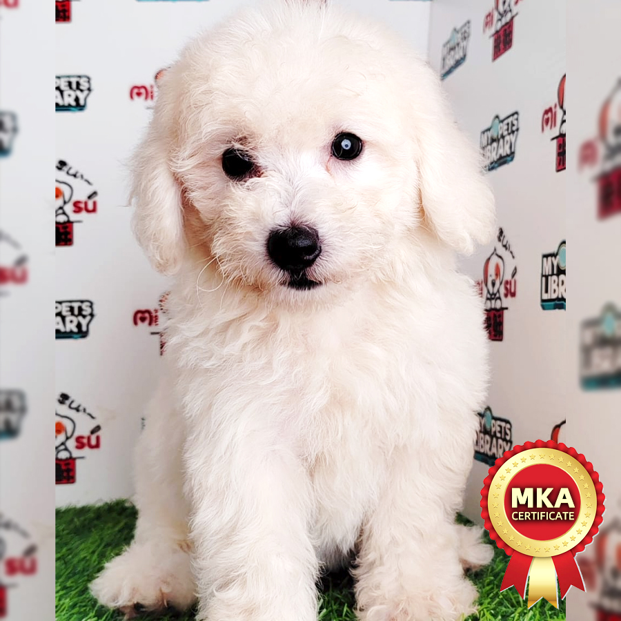 MKA Toy Poodle Puppy (Male) For Sale
