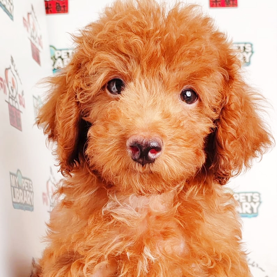 Toy Poodle Puppy (Male) For Sale