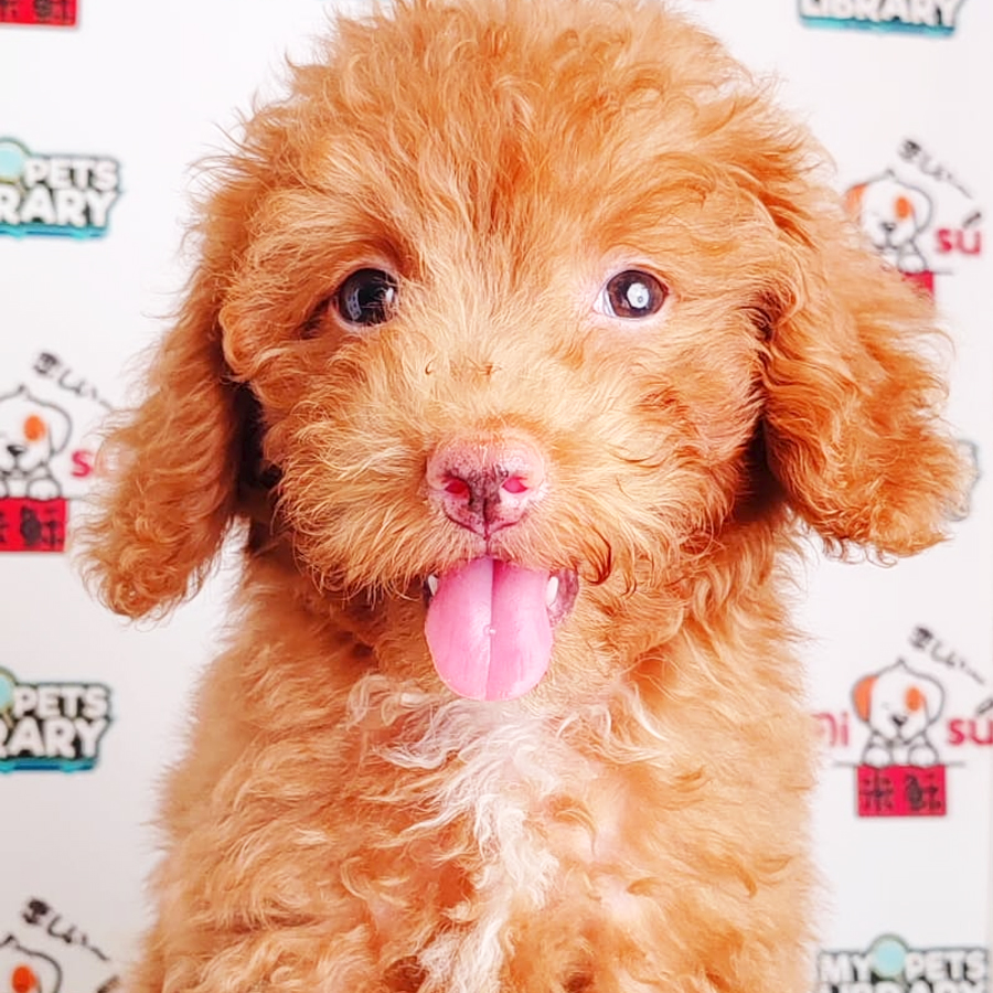 Toy Poodle Puppy (Male) For Sale