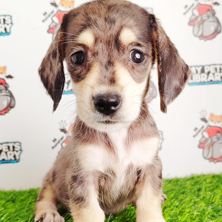 Dachshund Puppy (Male) For Sale