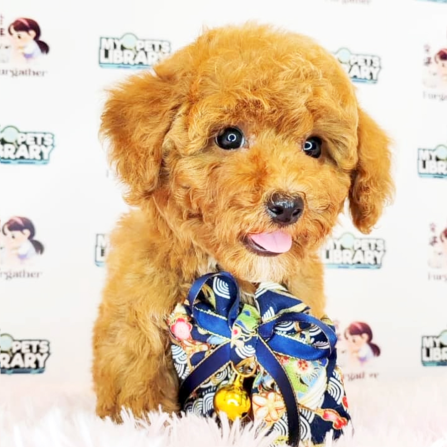 Tiny Poodle Puppy (Male) For Sale