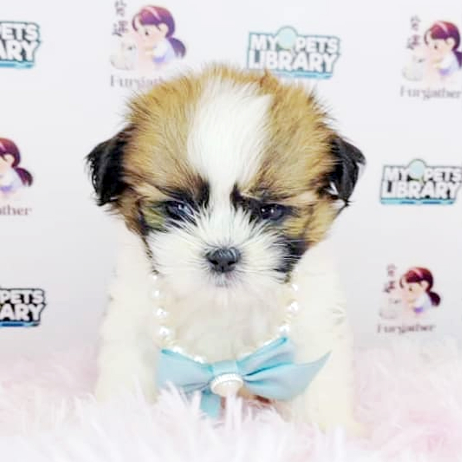 Shih Tzu Puppy (Female) For Sale