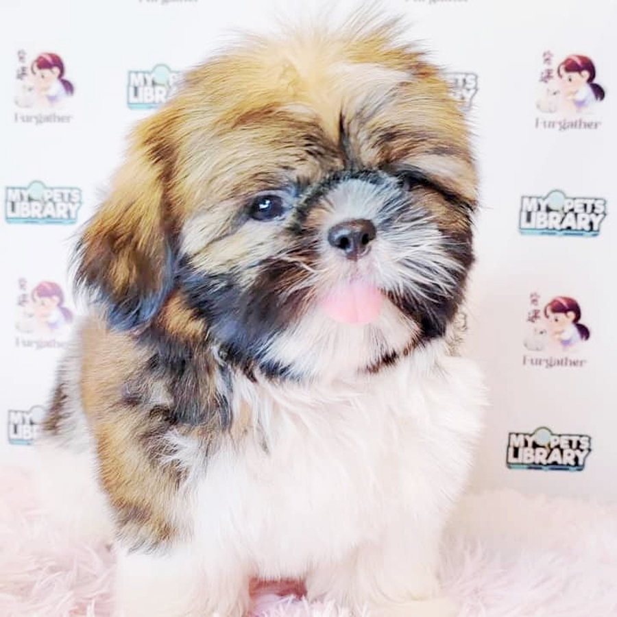Shih Tzu Puppy (Male) For Sale
