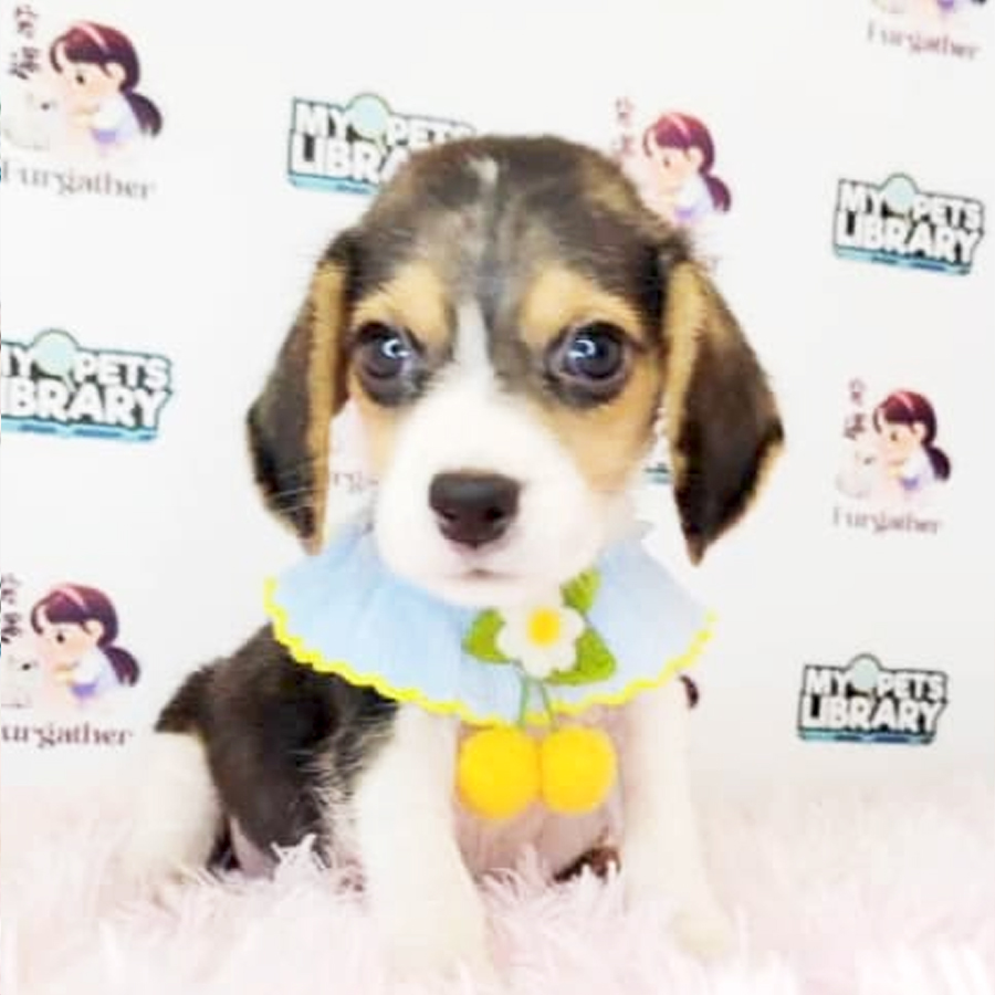 Beagle Puppy (Male) For Sale