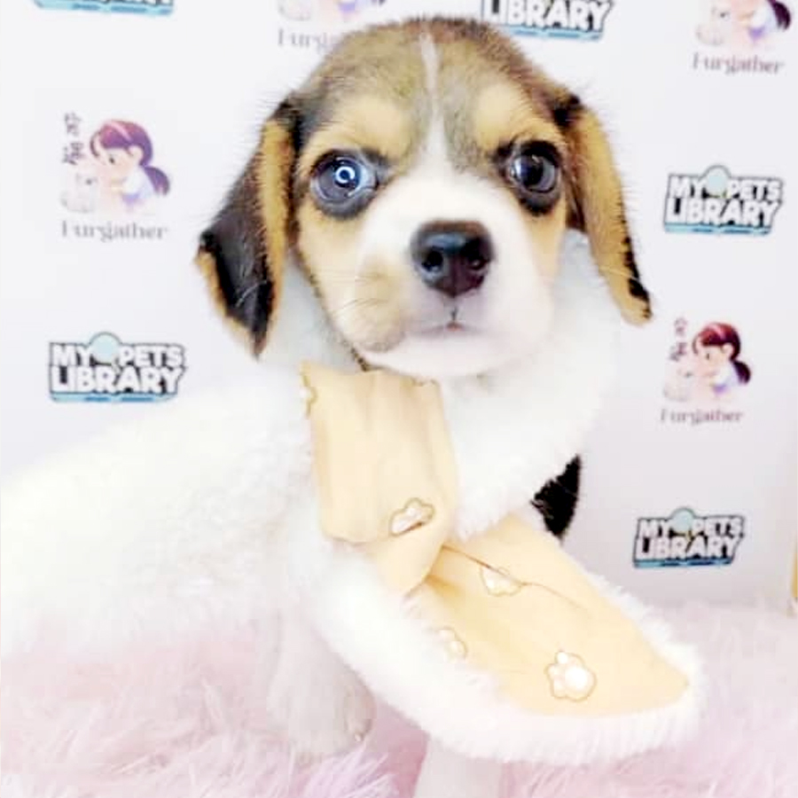 Beagle Puppy (Female) For Sale