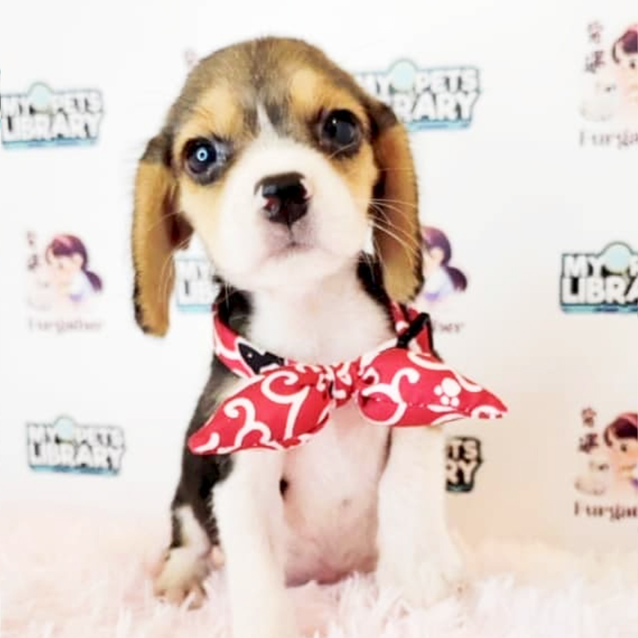 Beagle Puppy (Female) For Sale