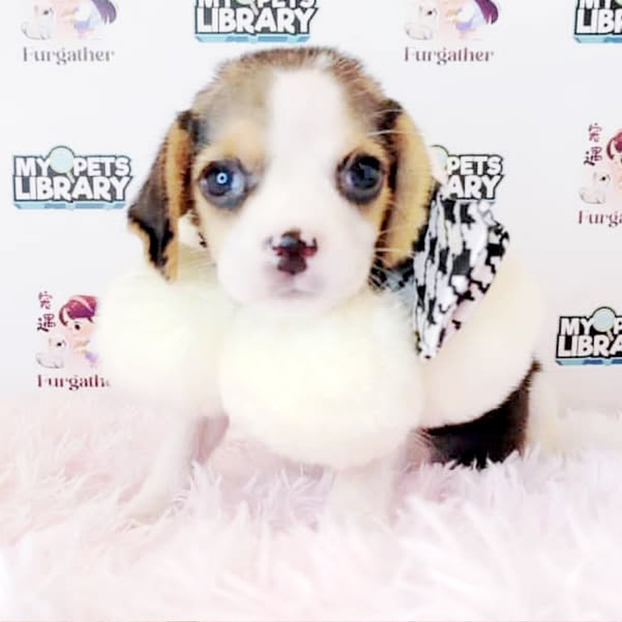 Beagle Puppy (Male) For Sale