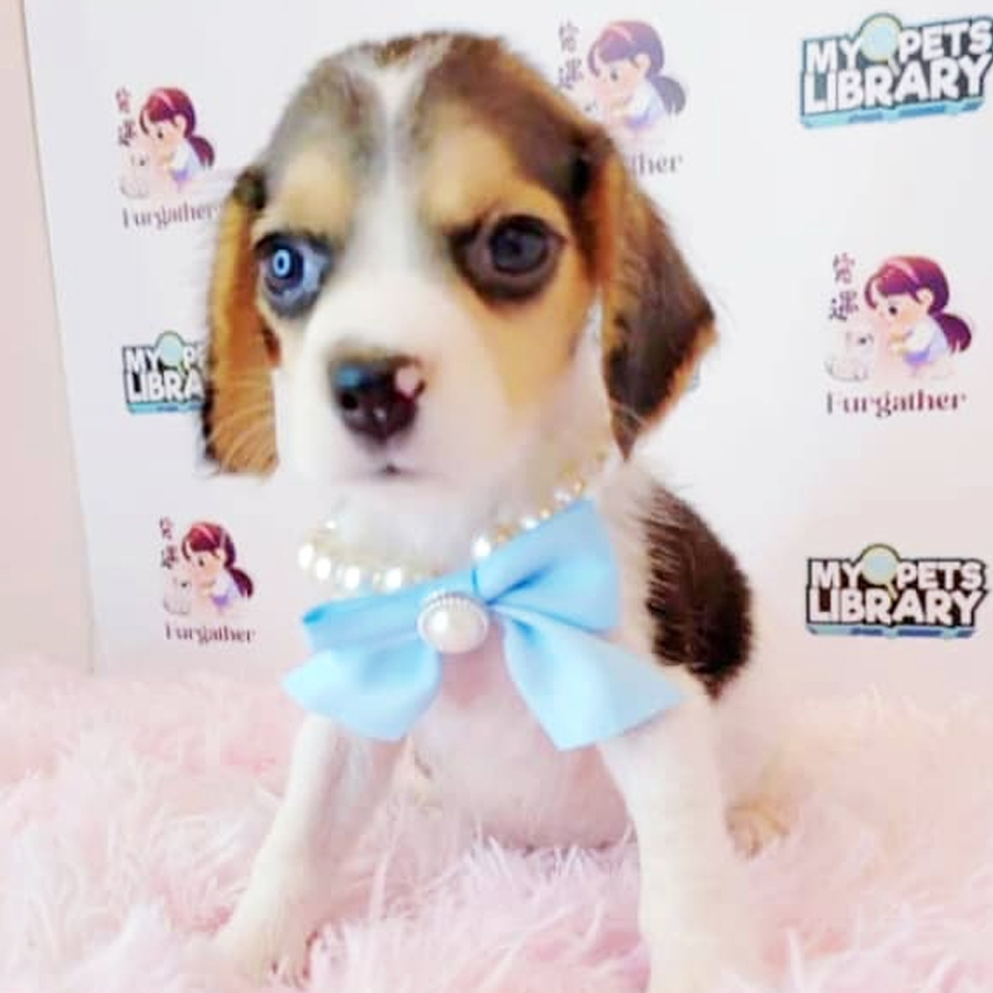 Beagle Puppy (Female) For Sale