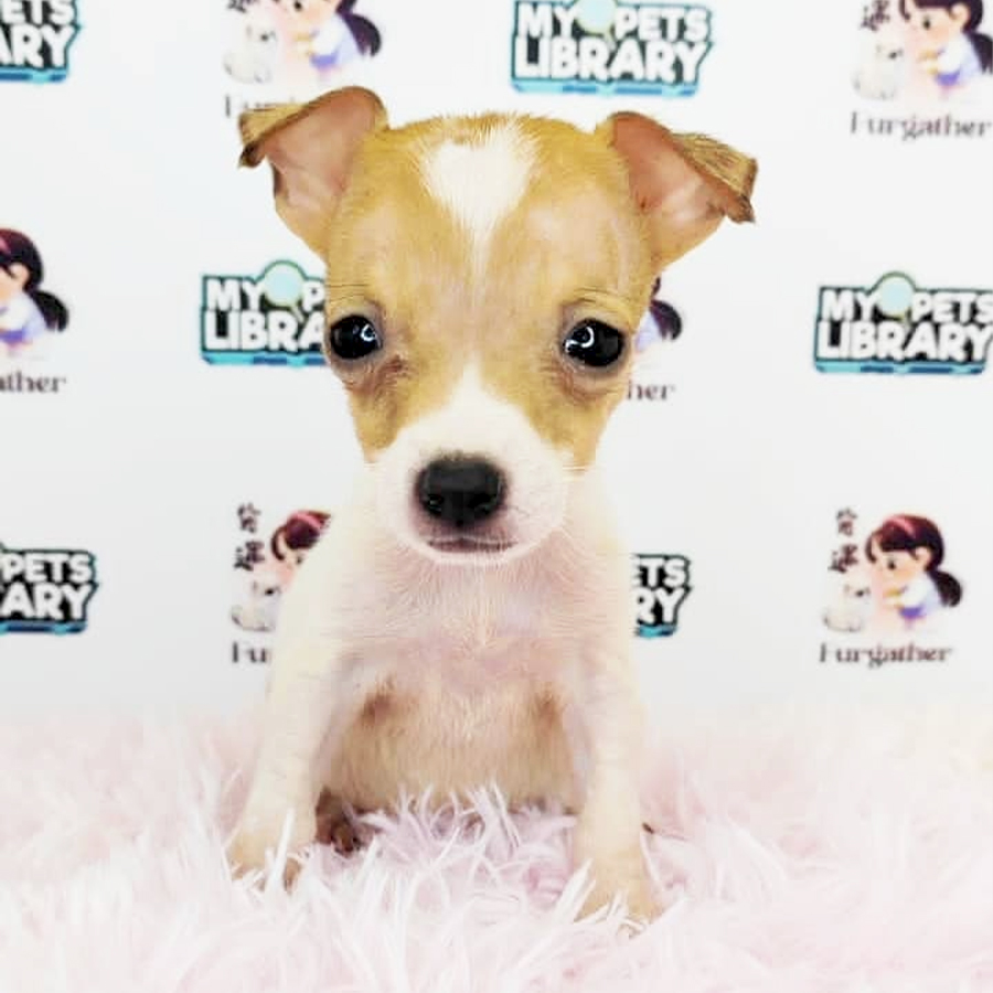 Mini Jack Russell Puppy (Female) For Sale