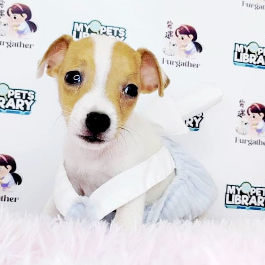 Mini Jack Russell Puppy (Male) For Sale