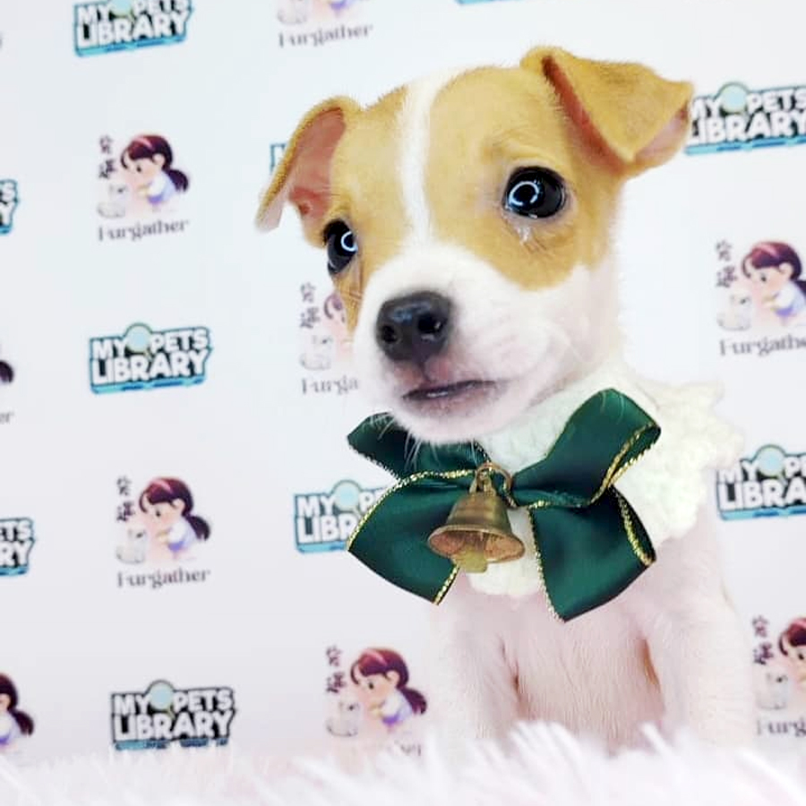 Mini Jack Russell Puppy (Female) For Sale