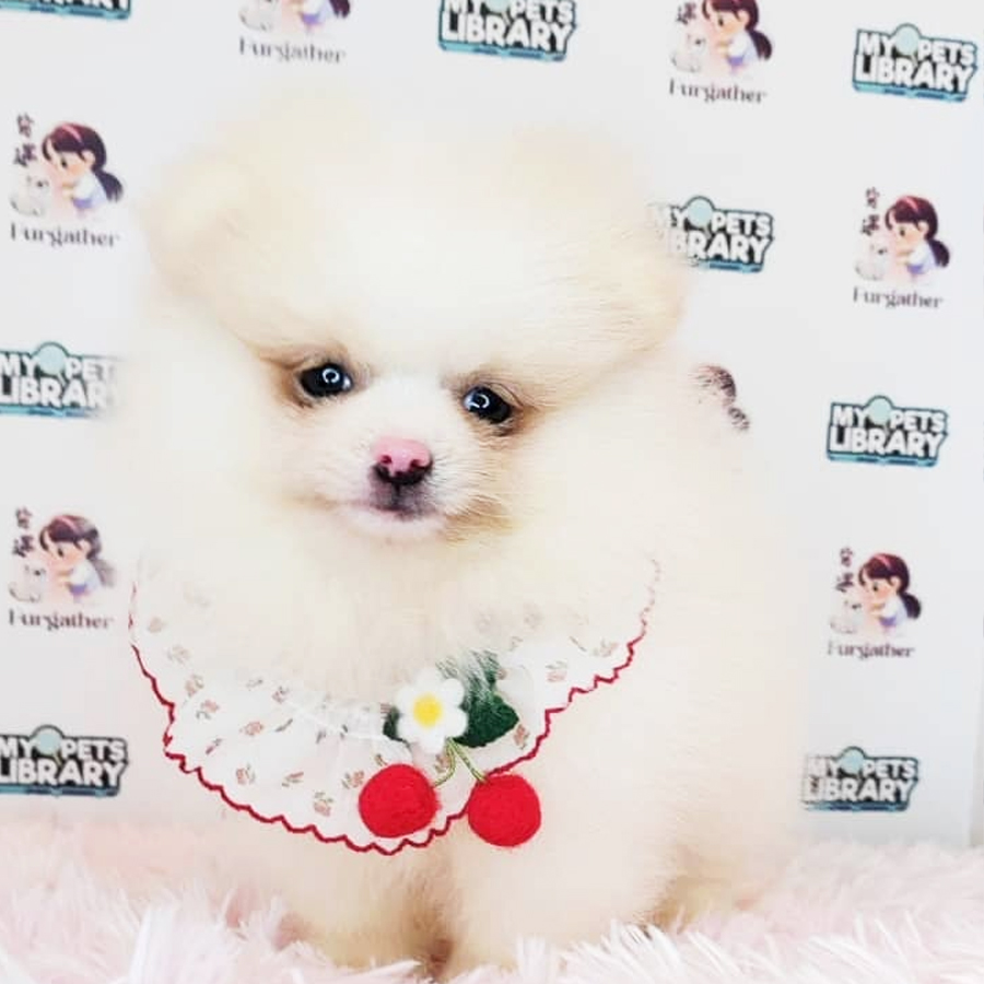 Pomeranian Puppy (Male) For Sale