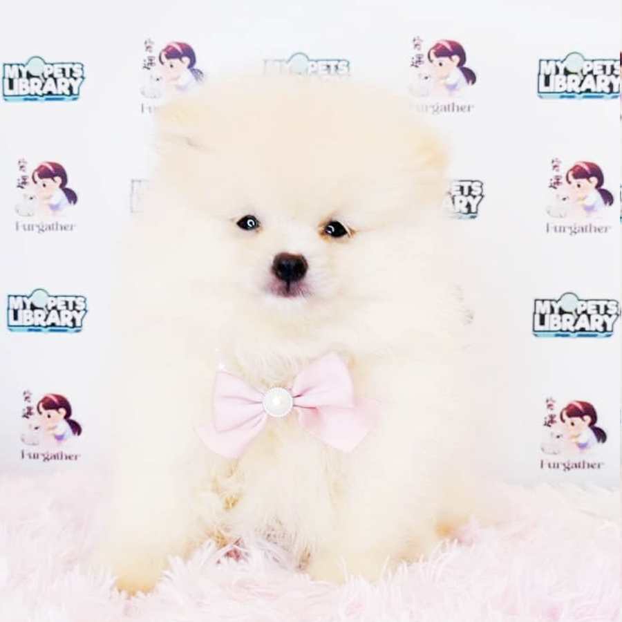 Tiny Pomeranian Puppy (Male) For Sale