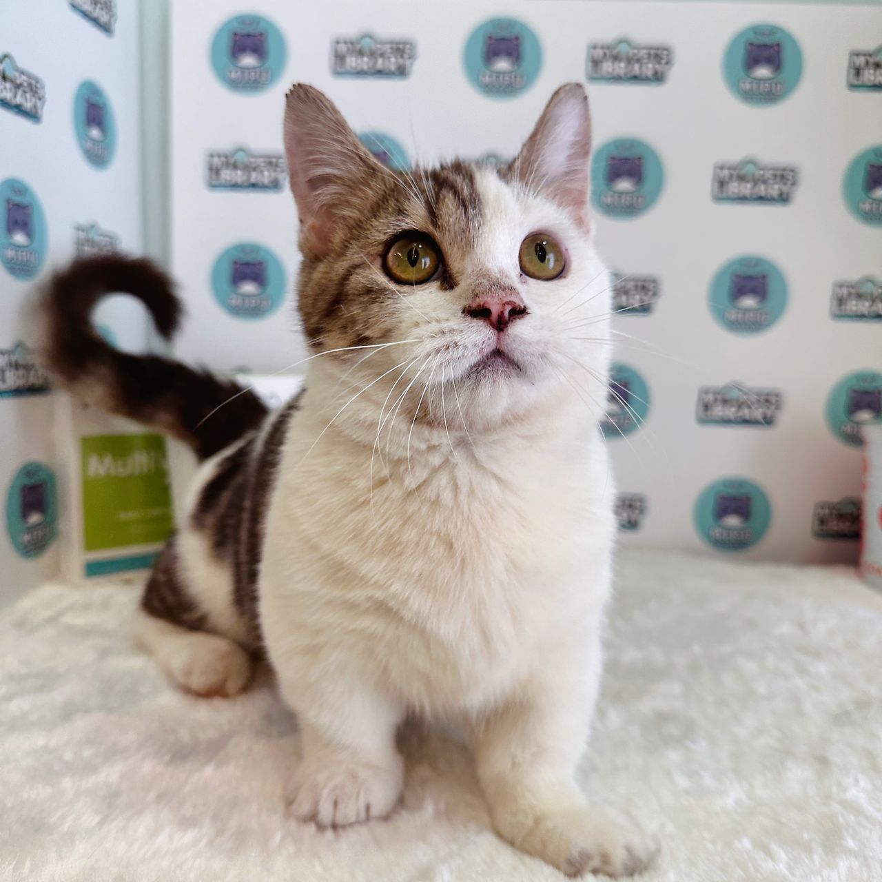 Munchkin BSH Kitten (Male) For Sale