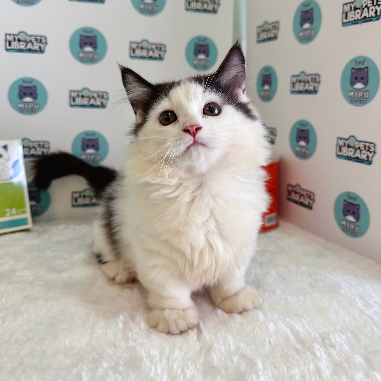 Munchkin Kitten (Male) For Sale