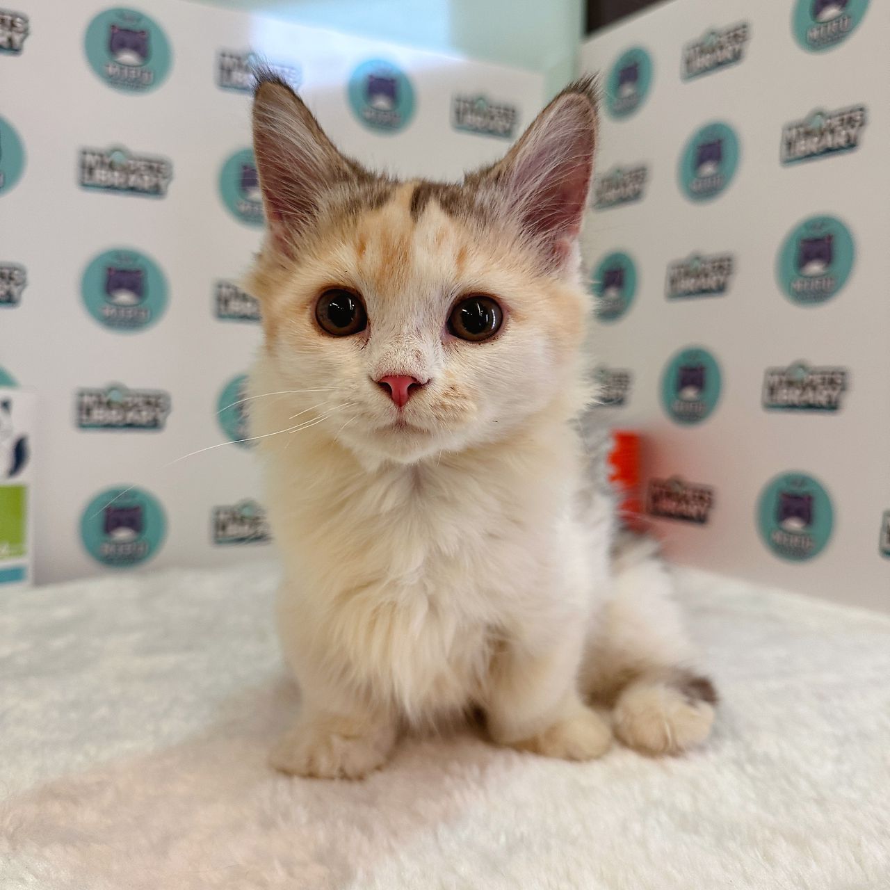 Munchkin Kitten (Female) For Sale