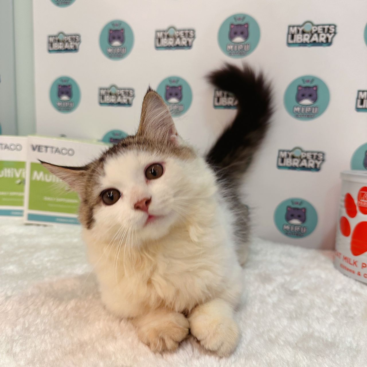 Munchkin Kitten (Male) For Sale