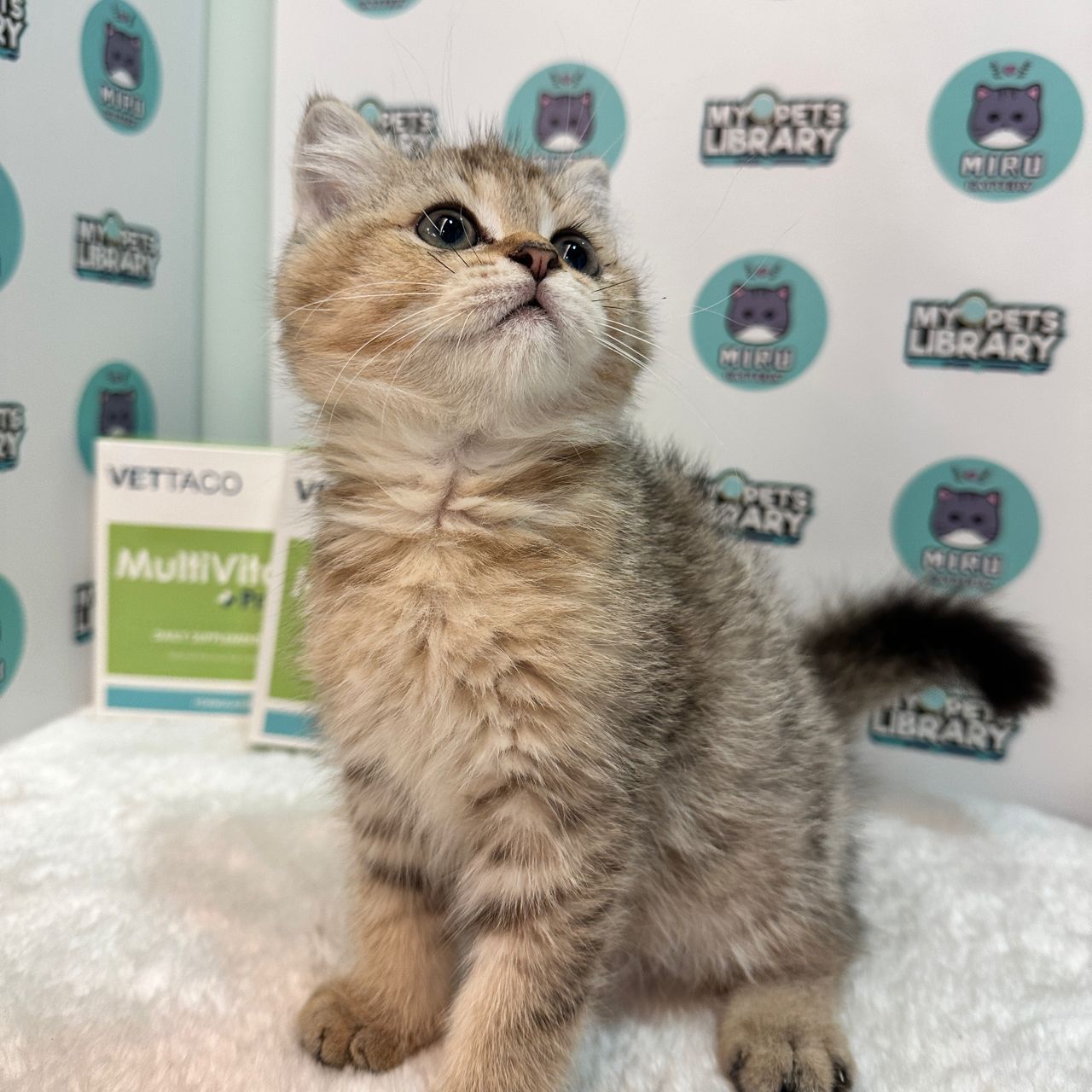 British Shorthair Kitten (Male) For Sale