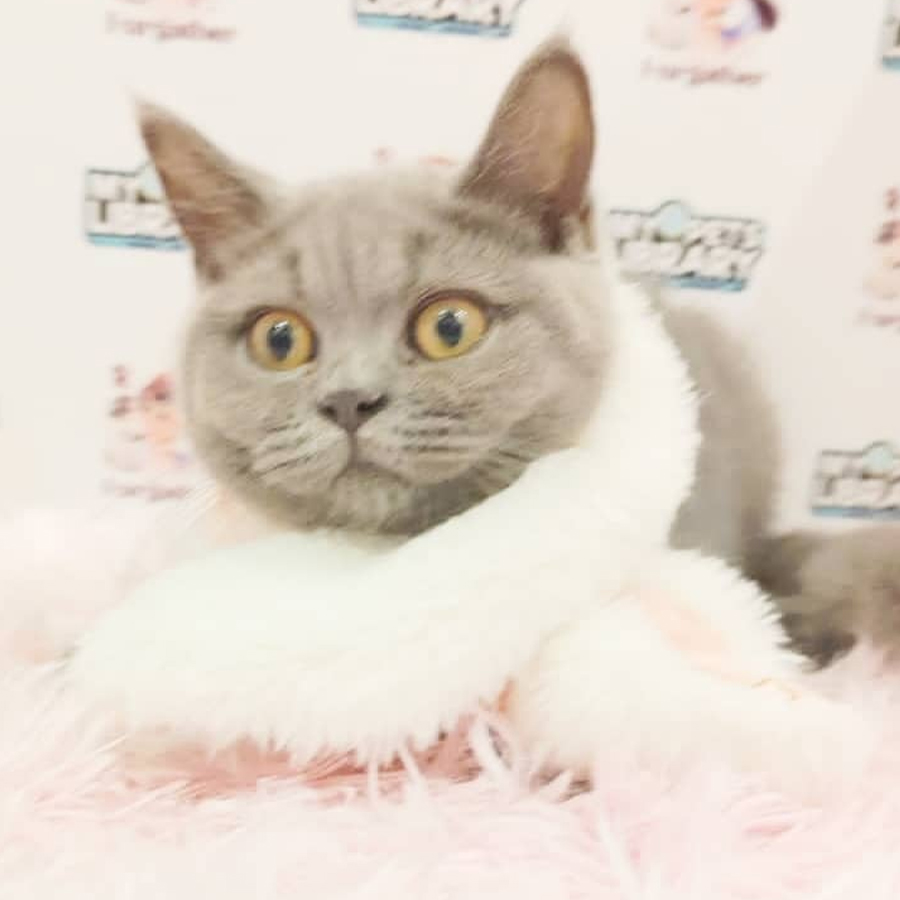 British Shorthair Kitten (Male) For Sale