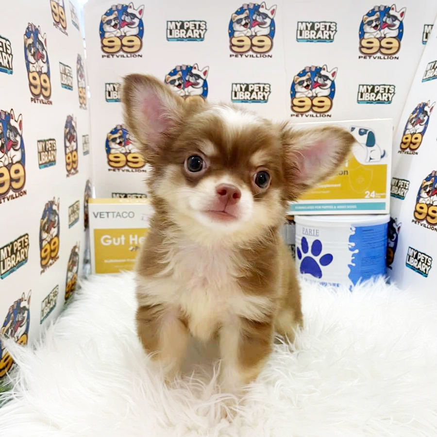 Chihuahua Puppy (Male) For Sale