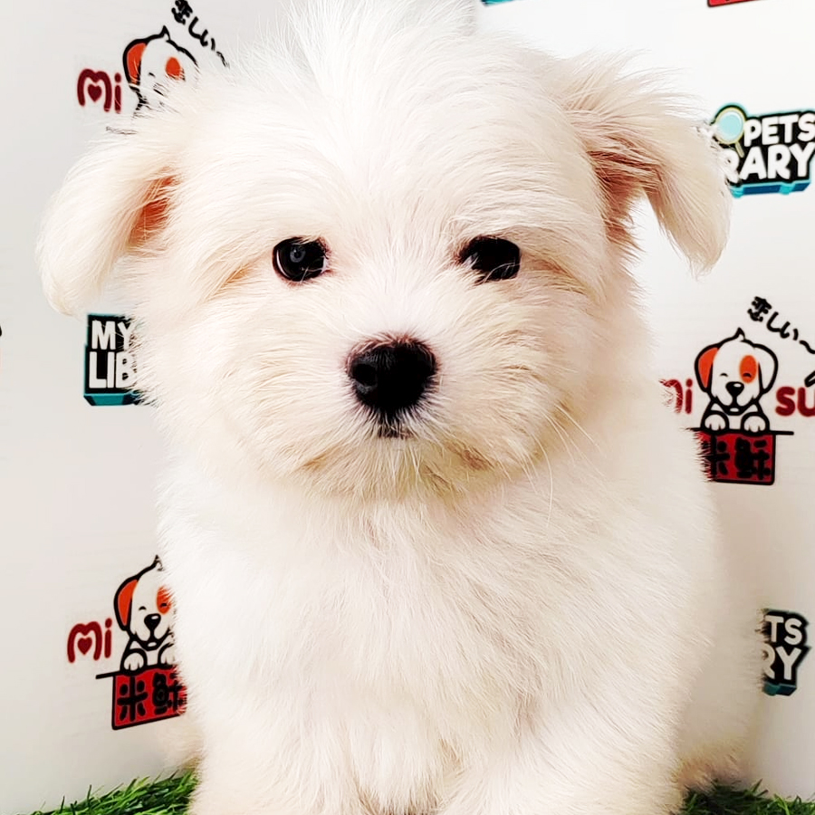 Maltese Puppy (Male) For Sale