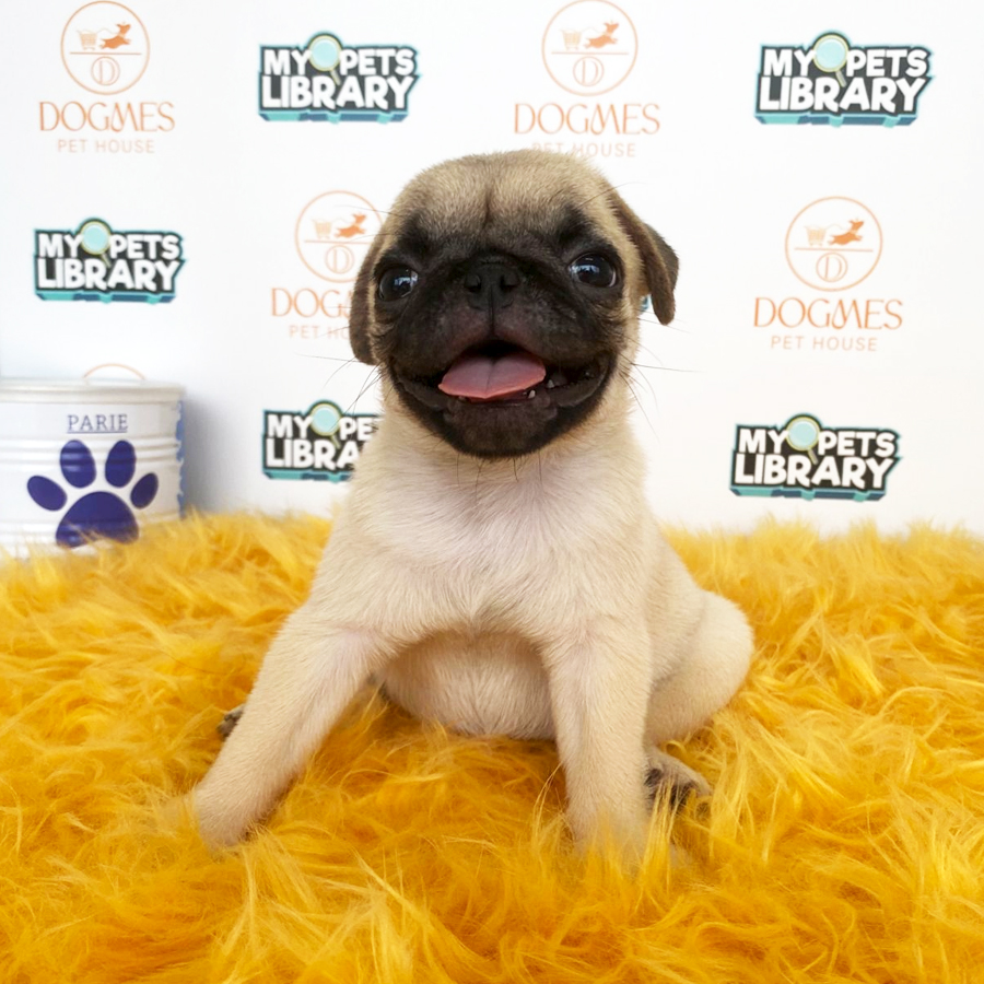 Pug Puppy (Female) For Sale