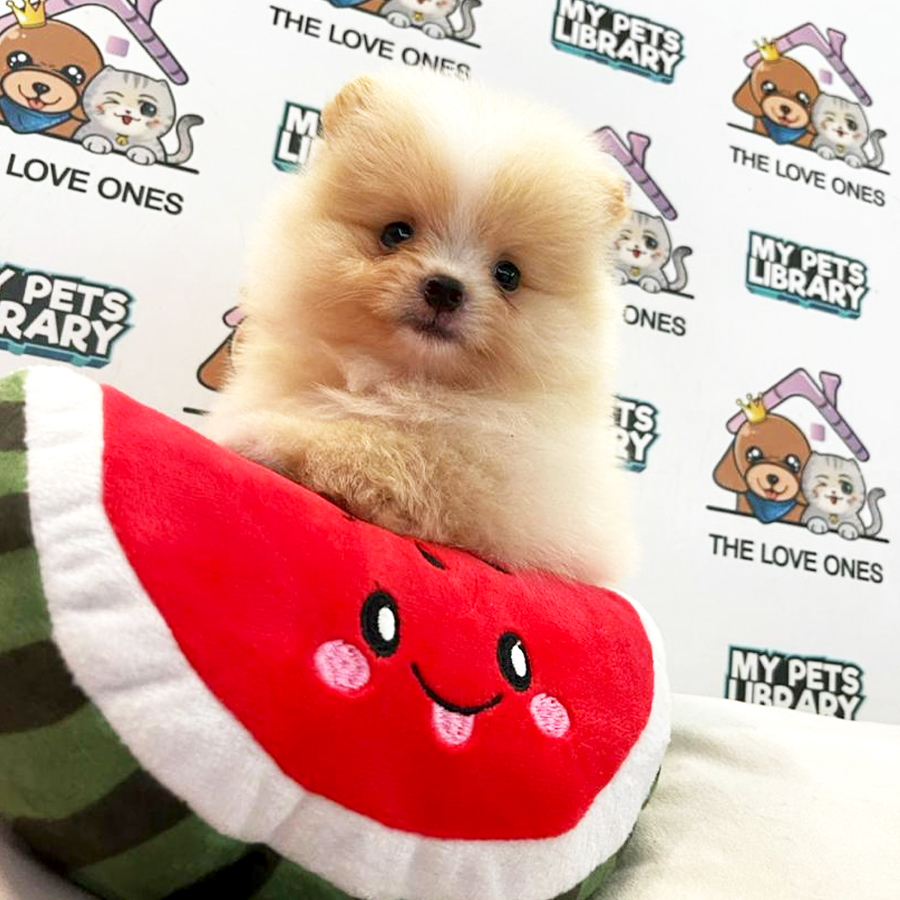 Tiny Pomeranian Puppy (Female) For Sale
