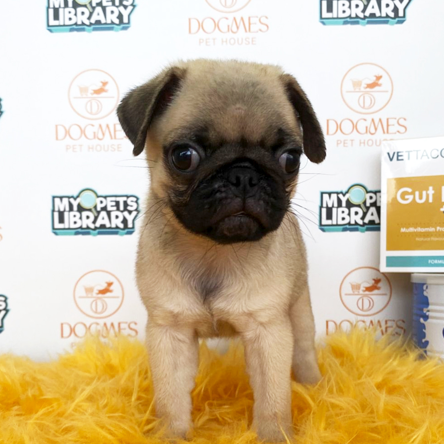 Pug Puppy (Male) For Sale