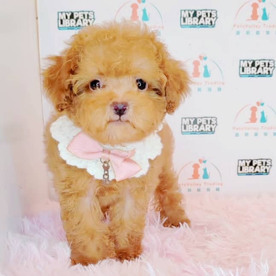 Tiny Poodle Puppy (Female) For Sale