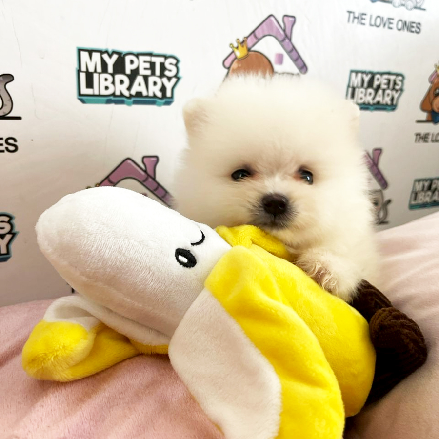 Tiny Pomeranian Puppy (Male) For Sale