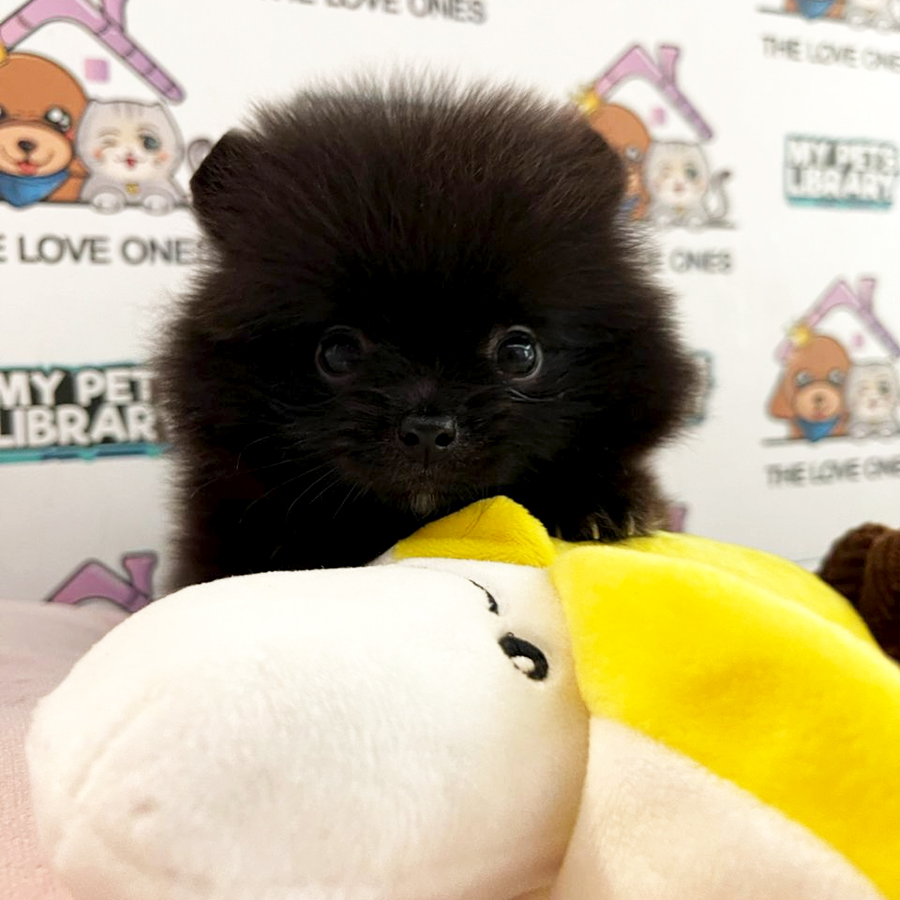 Tiny Pomeranian Puppy (Male) For Sale