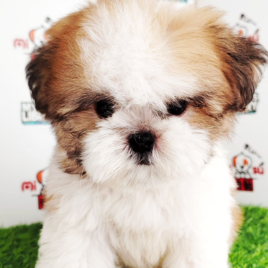 Shih Tzu Puppy (Male) For Sale