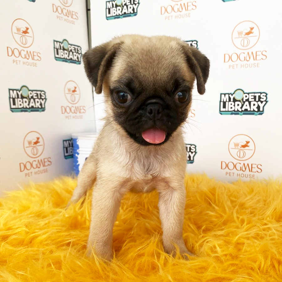 Pug Puppy (Female) For Sale