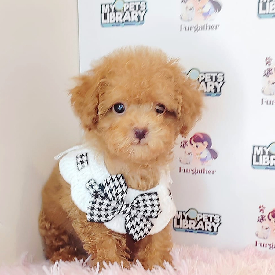 Tiny Poodle Puppy (Female) For Sale