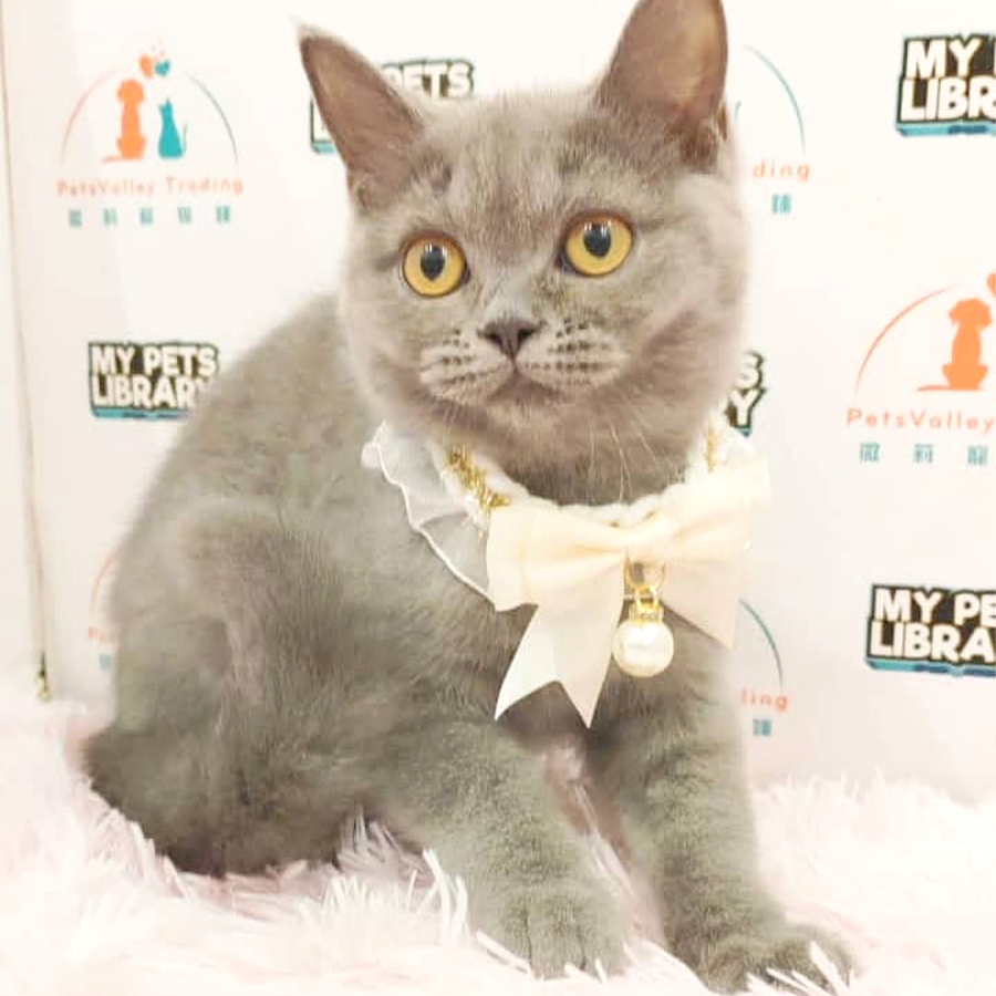 British Shorthair Kitten (Male) For Sale