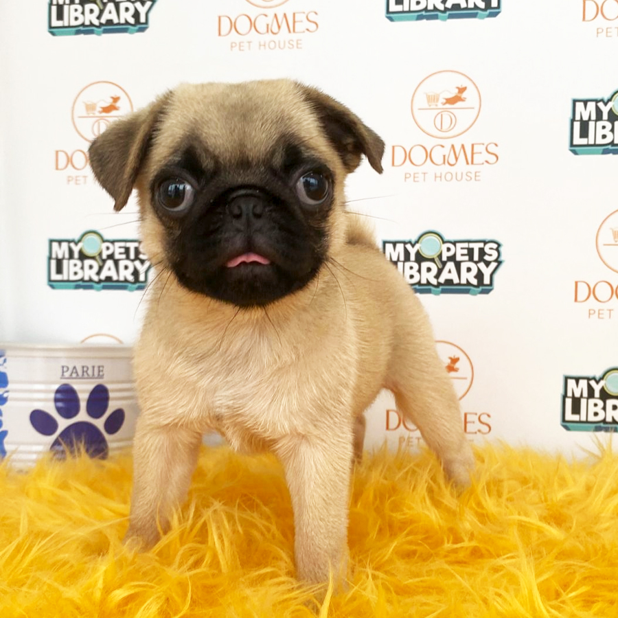Pug Puppy (Female) For Sale