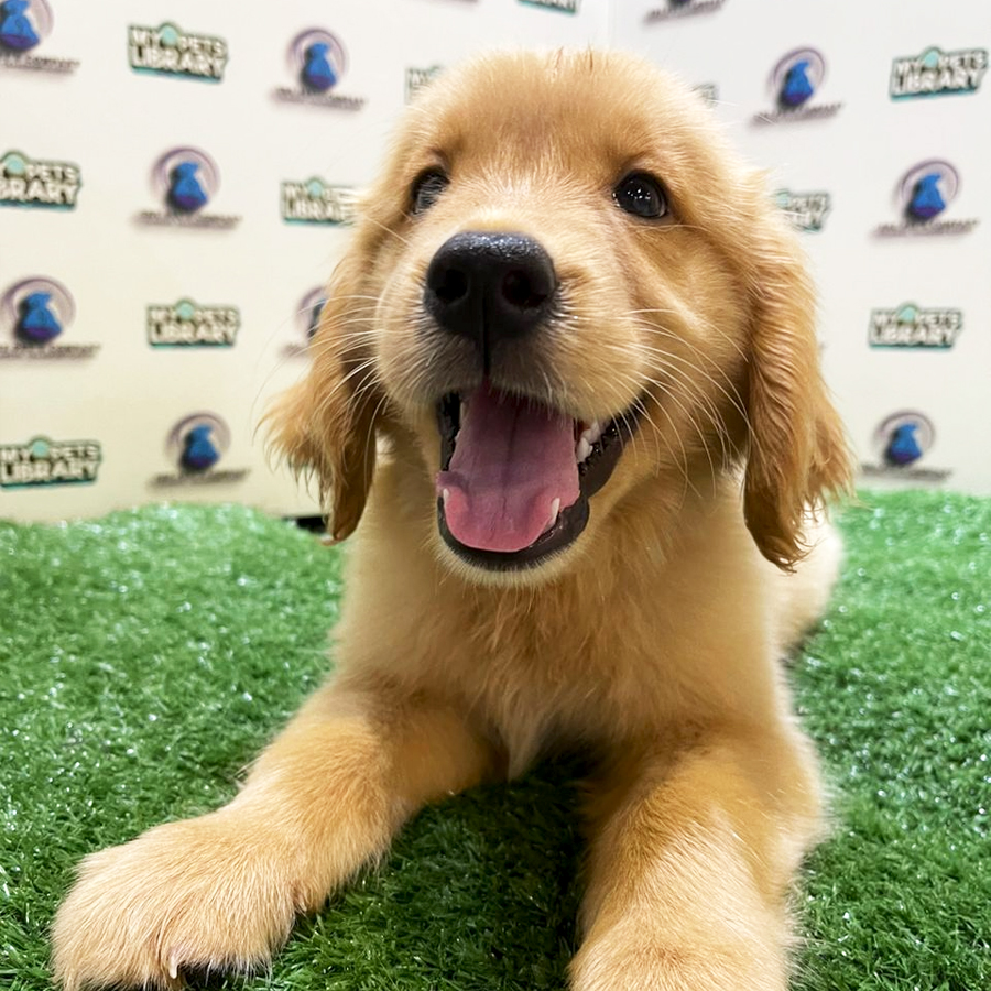 Golden Retriever Puppy (Male) For Sale
