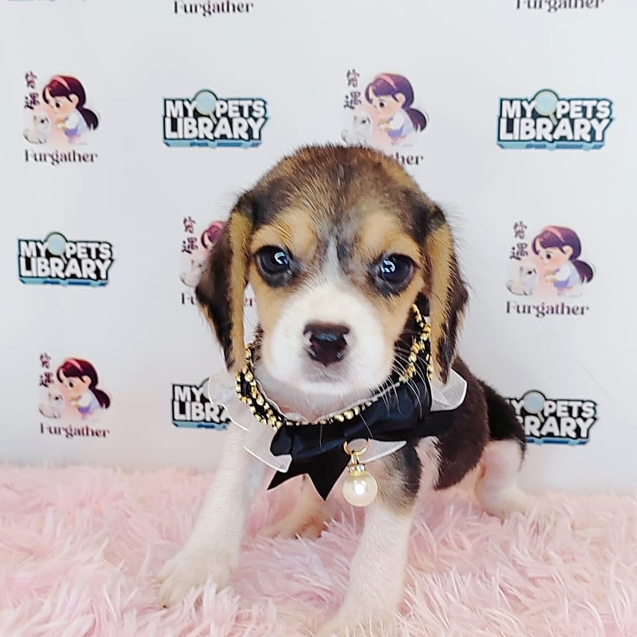 Beagle Puppy (Female) For Sale