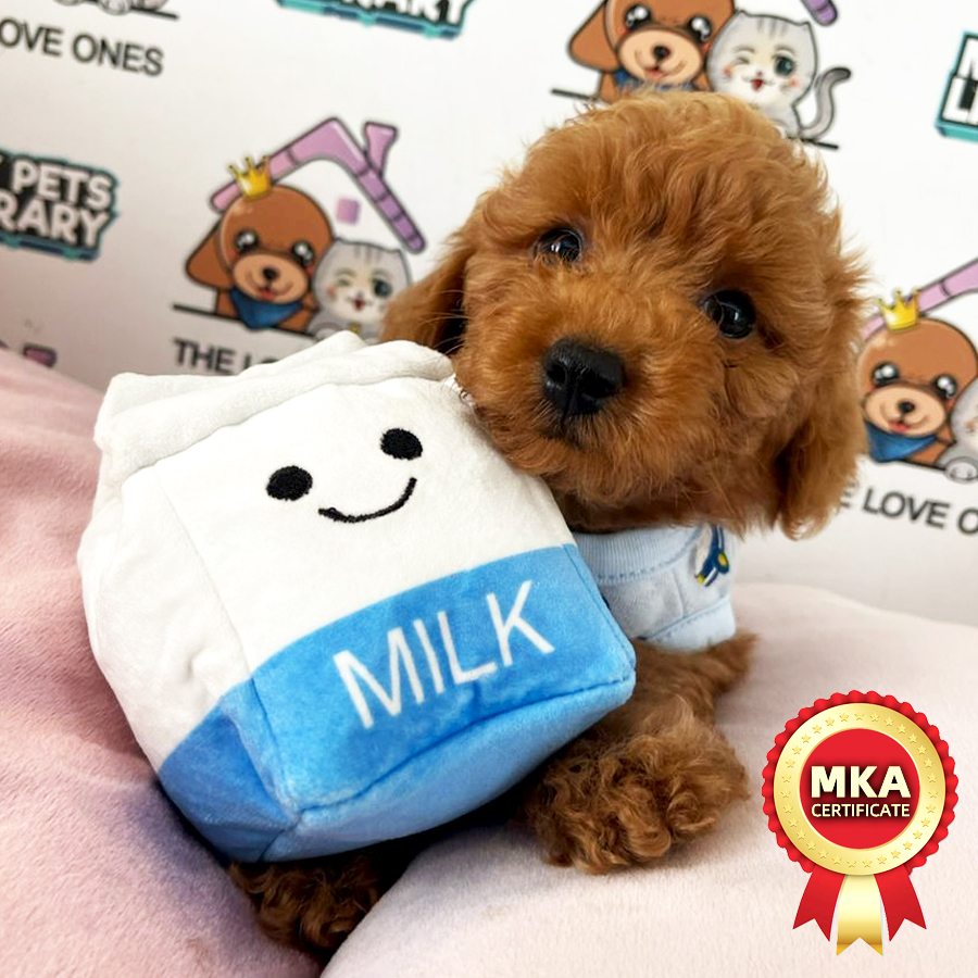 MKA Tiny Poodle Puppy (Male) For Sale