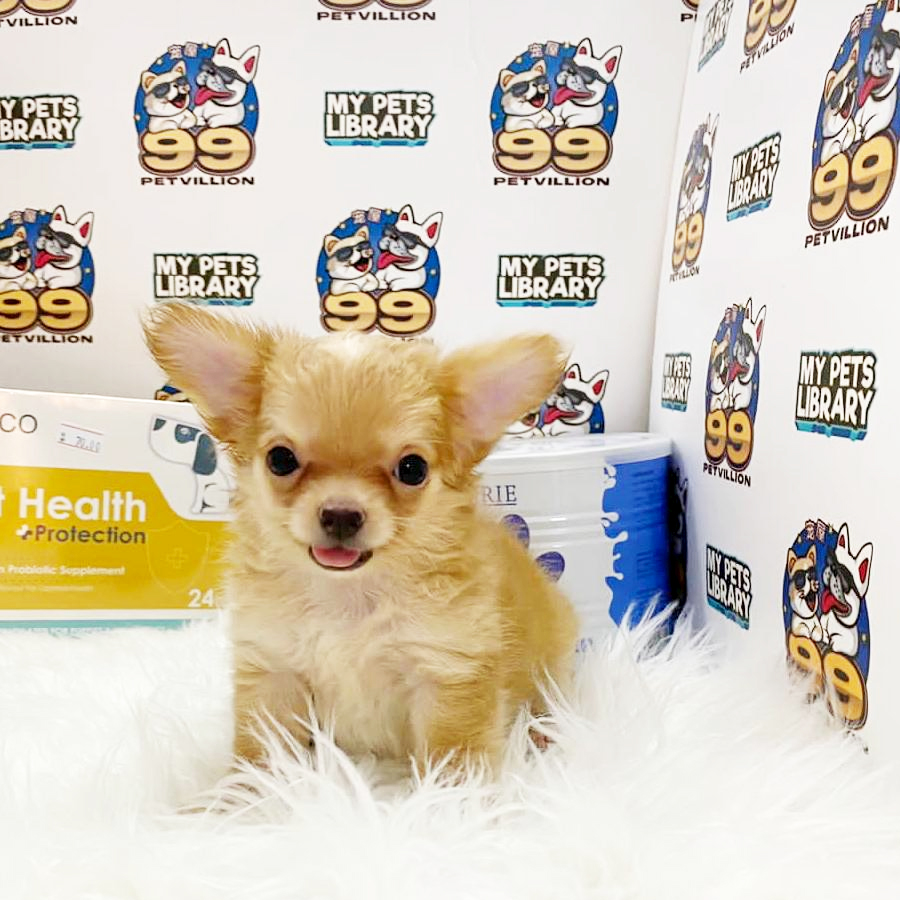 Chihuahua Puppy (Female) For Sale